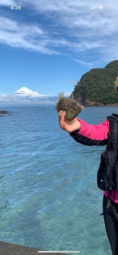 カワハギの釣果