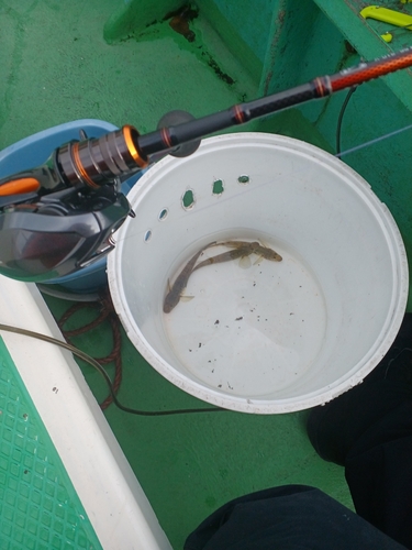 マハゼの釣果