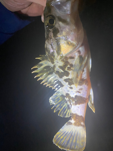 タケノコメバルの釣果