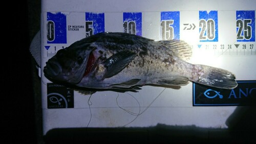 クロソイの釣果