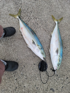 ハマチの釣果