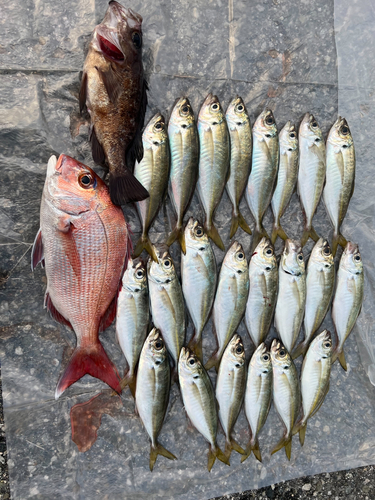 アジの釣果