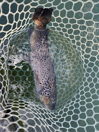 ブラウントラウトの釣果