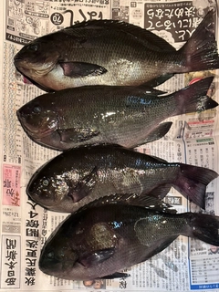 メジナの釣果