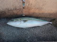 メジロの釣果