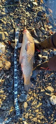 コイの釣果