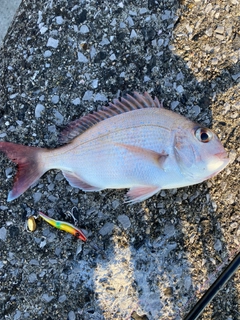 タイの釣果