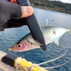 マルアジの釣果