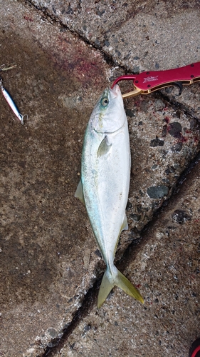 ハマチの釣果