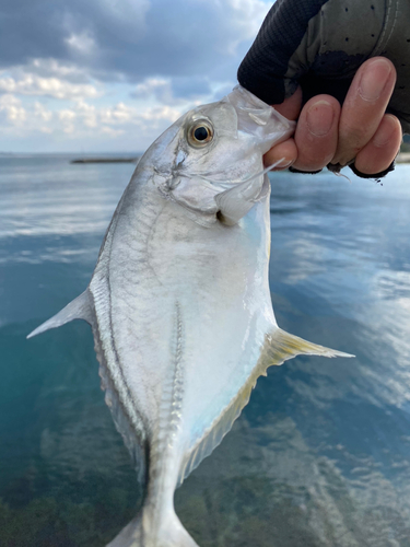 メッキの釣果