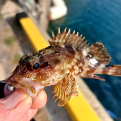 カサゴの釣果