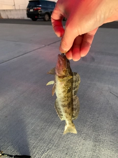 アイナメの釣果