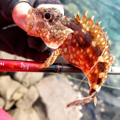 カサゴの釣果