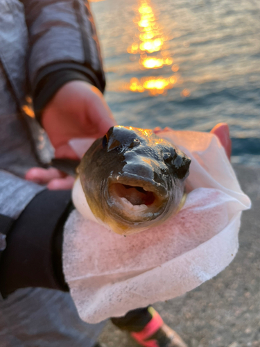 クサフグの釣果