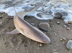 サメの釣果