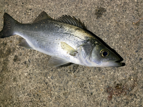 セイゴ（ヒラスズキ）の釣果