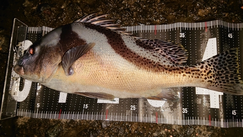 コショウダイの釣果