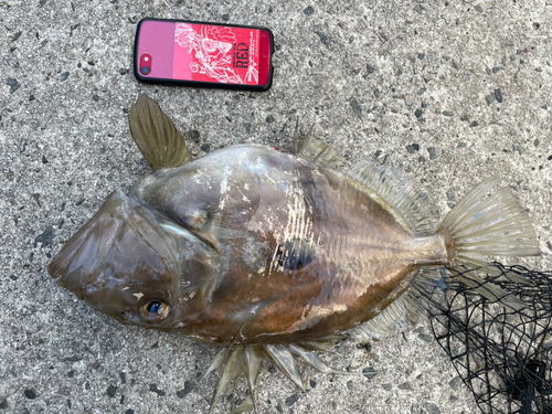 マトウダイの釣果