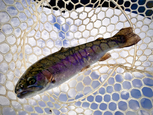 トラウトの釣果