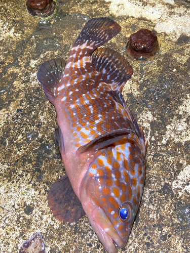 キジハタの釣果