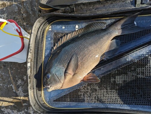 グレの釣果