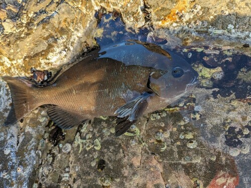 オナガグレの釣果