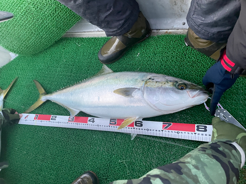 ワカシの釣果