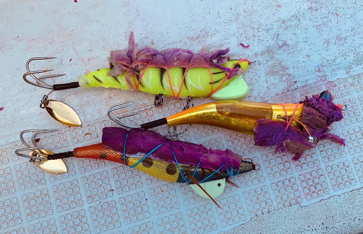 fellows_s16さんの釣果 2枚目の画像