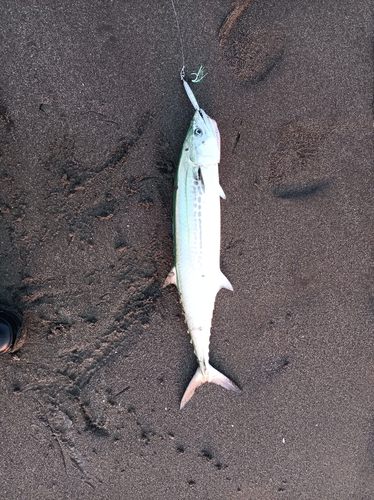 サゴシの釣果