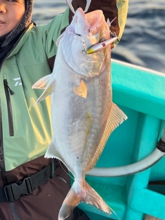 ショゴの釣果