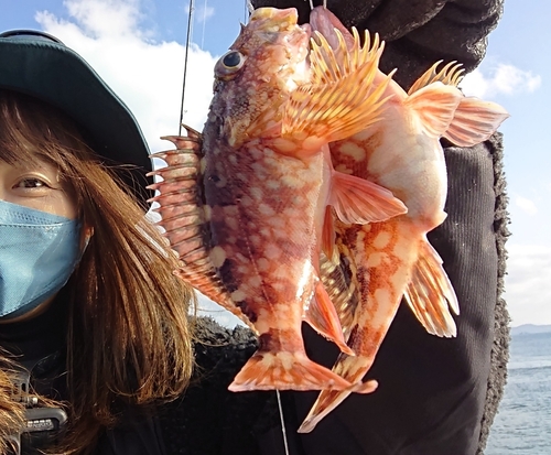 アラカブの釣果