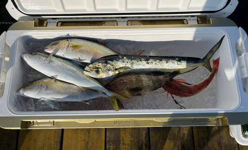 ハマチの釣果