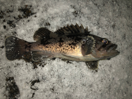 クロソイの釣果