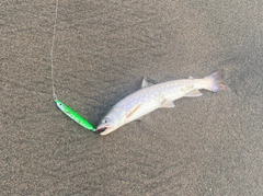 アメマスの釣果