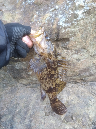 タケノコメバルの釣果