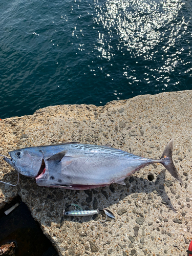 スマガツオの釣果