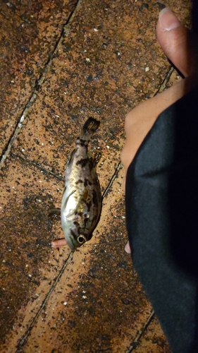 タケノコメバルの釣果