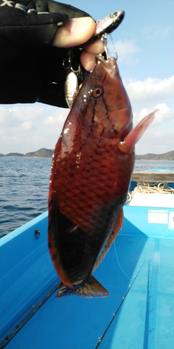 ホシササノハベラの釣果