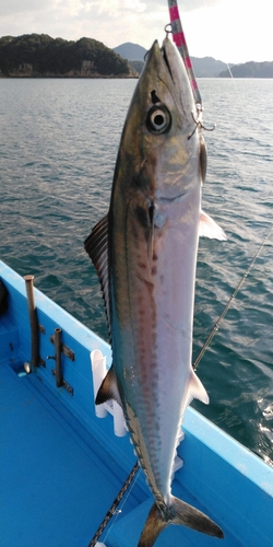 サゴシの釣果