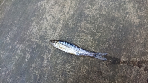 モツゴの釣果