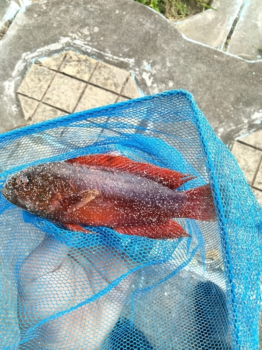 タコの釣果