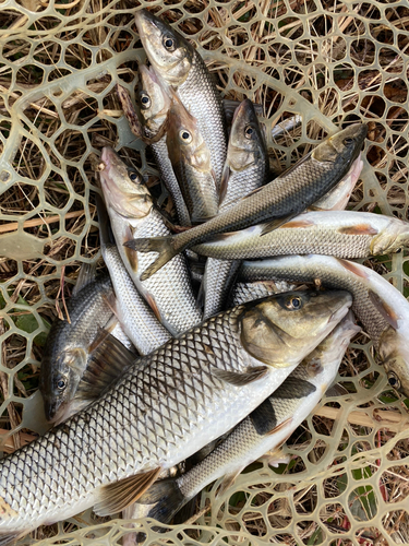 ニゴイの釣果