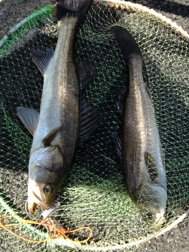 スズキの釣果