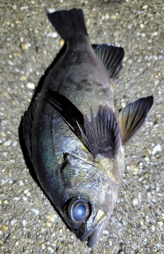 クロメバルの釣果