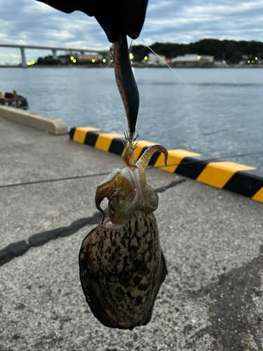 コウイカの釣果