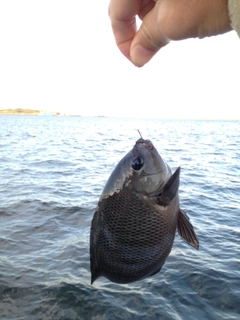 メジナの釣果