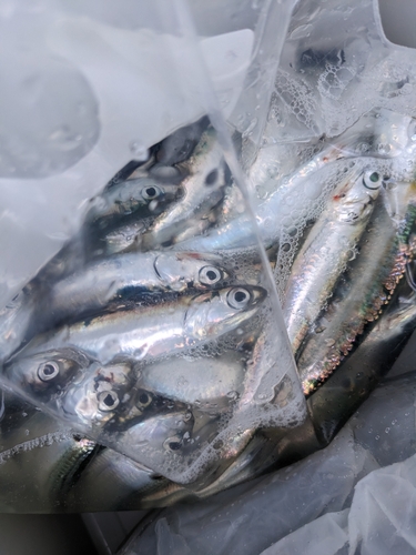 イワシの釣果