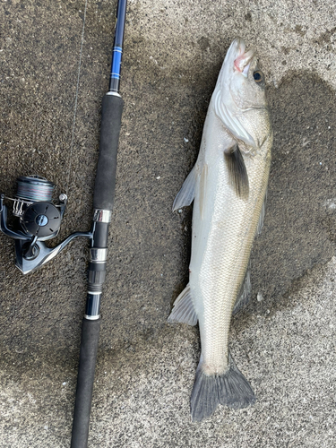 スズキの釣果