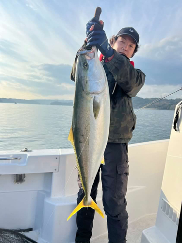 ブリの釣果