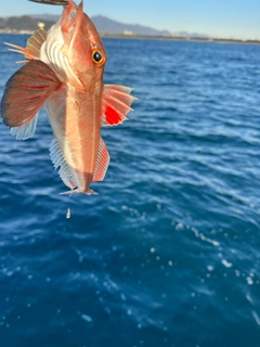 カナガシラの釣果